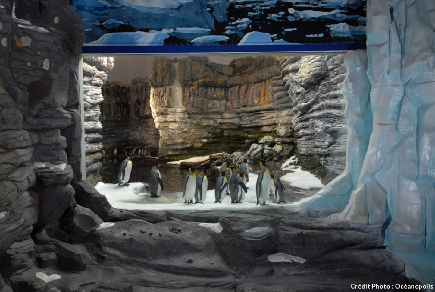 Les plus beaux aquariums de France Les Petits Frenchies