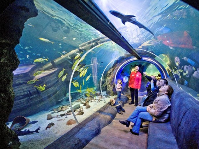 Les plus beaux aquariums de France Les Petits Frenchies