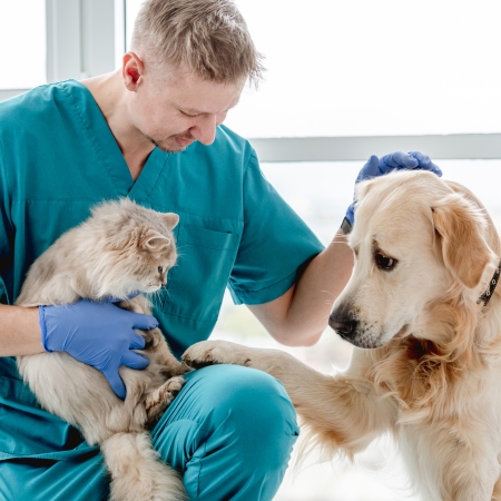 Assurance Animaux - Vétérinaire